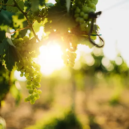 Masseria Il Sorriso Degli Ulivi - Dimora Di Charme *
