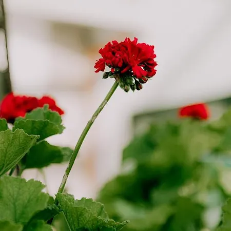Masseria Il Sorriso Degli Ulivi - Dimora Di Charme Farm stay *