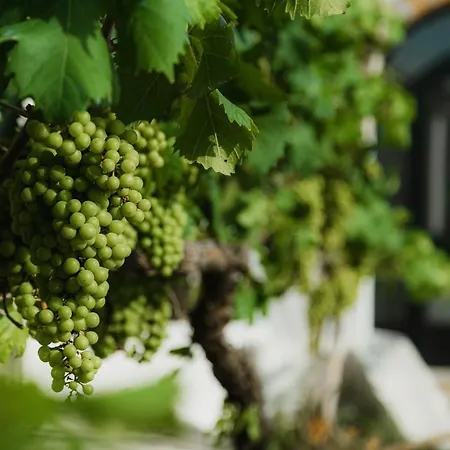 Masseria Il Sorriso Degli Ulivi - Dimora Di Charme Farm stay *