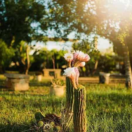 Masseria Il Sorriso Degli Ulivi - Dimora Di Charme Farm stay