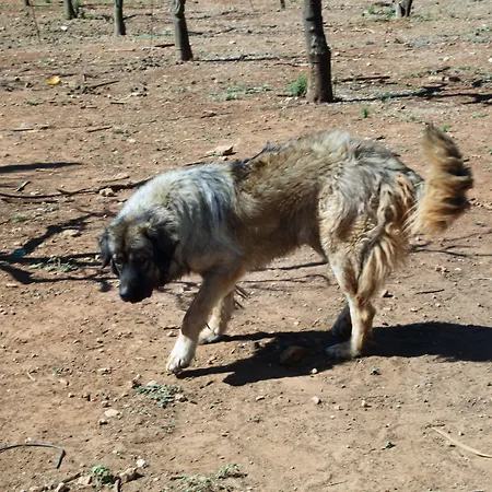 Masseria Il Sorriso Degli Ulivi - Dimora Di Charme Bauernhof *