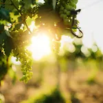 Masseria Il Sorriso Degli Ulivi - Dimora Di Charme *