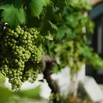 Masseria Il Sorriso Degli Ulivi - Dimora Di Charme Farm stay *