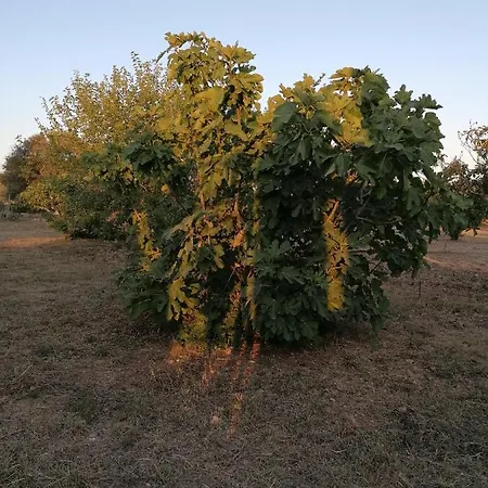 Dimora Di Charme Agrichic Il Sorriso Degli Ulivi