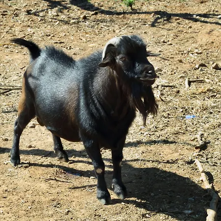Farma Masseria Il Sorriso Degli Ulivi - Dimora Di Charme Gallipoli