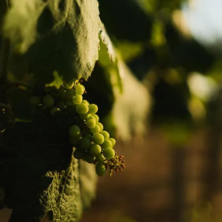 Masseria Il Sorriso Degli Ulivi - Dimora Di Charme *