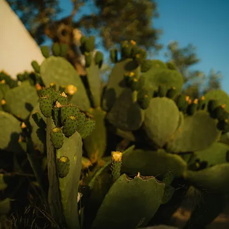 Masseria Il Sorriso Degli Ulivi - Dimora Di Charme Gallipoli