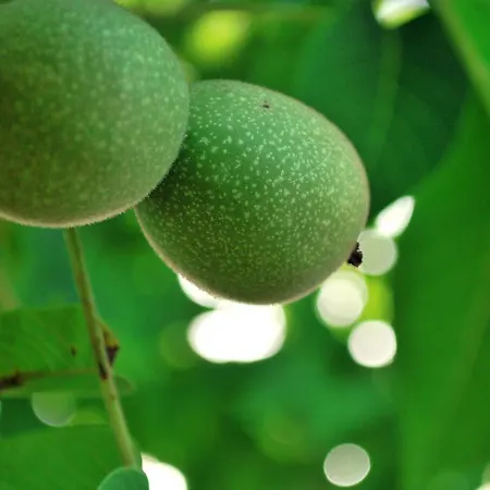 Masseria Il Sorriso Degli Ulivi - Dimora Di Charme Gallipoli
