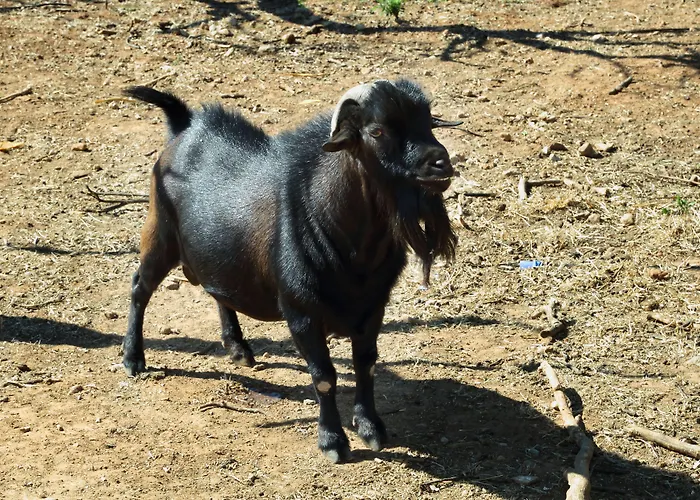 Agroturismo Masseria Il Sorriso Degli Ulivi - Dimora Di Charme Gallipoli