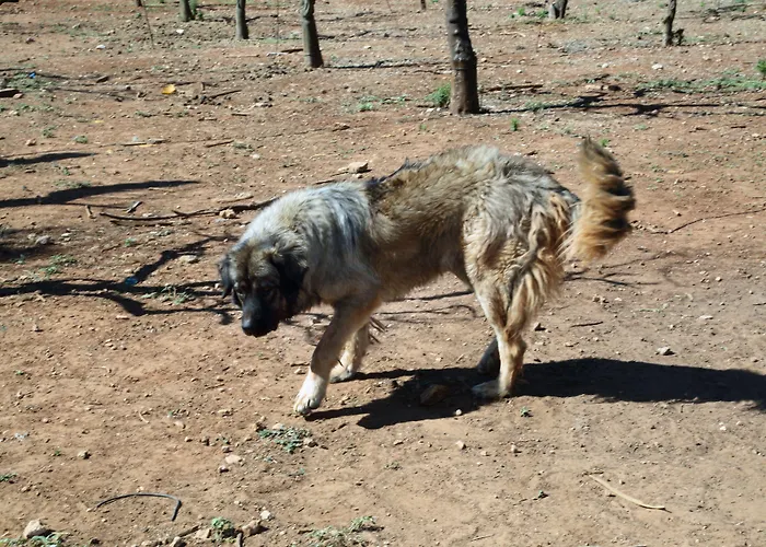 Masseria Il Sorriso Degli Ulivi - Dimora Di Charme Vakantieboerderij *