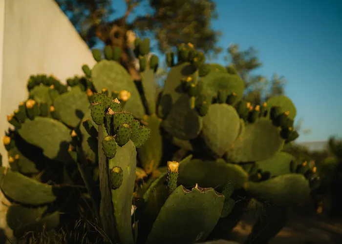 Masseria Il Sorriso Degli Ulivi - Dimora Di Charme Gallipoli