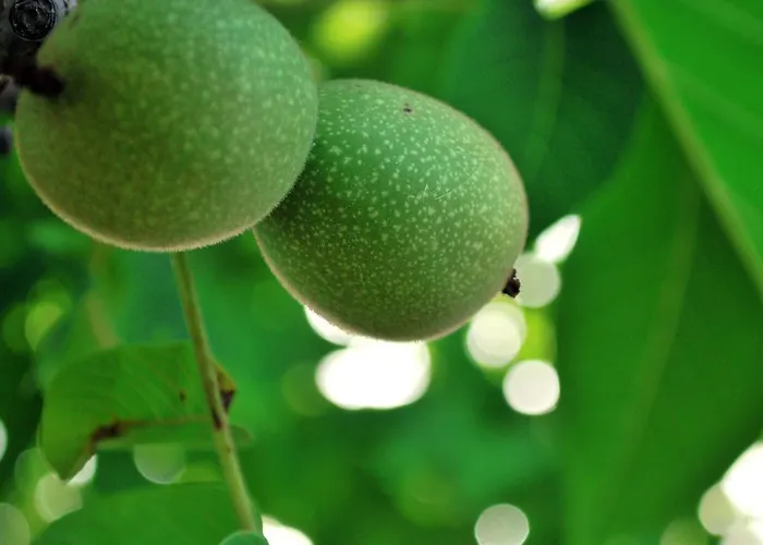 Masseria Il Sorriso Degli Ulivi - Dimora Di Charme Gallipoli